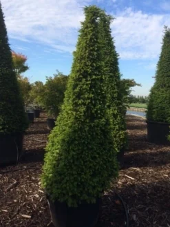 Taxus Als Pyramide (Taxus Baccata) -Goedkope DirectPlant winkel taxus egyptische piramides 1 1