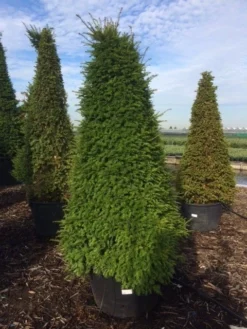 Taxus Als Pyramide (Taxus Baccata) -Goedkope DirectPlant winkel taxus egyptische piramides 2 1