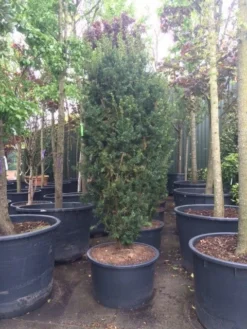 Taxus (Taxus Media 'Hicksii') -Goedkope DirectPlant winkel taxus hicksii 1 1