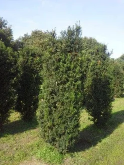 Taxus (Taxus Media 'Hicksii') 14 Taxus (Taxus Media 'Hicksii') -Goedkope DirectPlant winkel taxus hicksii 200 225 1