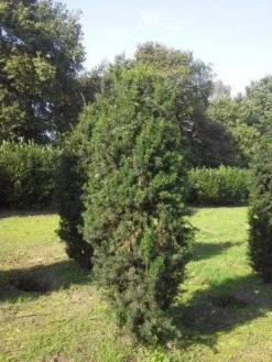 Taxus (Taxus Media 'Hicksii') -Goedkope DirectPlant winkel taxus hicksii 275 300 1