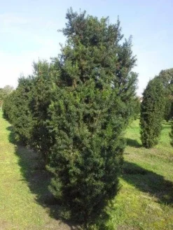 Taxus (Taxus Media 'Hicksii') 16 Taxus (Taxus Media 'Hicksii') -Goedkope DirectPlant winkel taxus hicksii 275 300 1