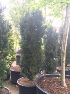 Taxus (Taxus Media 'Hicksii') 21 Taxus (Taxus Media 'Hicksii') -Goedkope DirectPlant winkel taxus hicksii 2