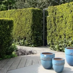 Taxus (Taxus Media 'Hicksii') -Goedkope DirectPlant winkel taxus media hicksii 1