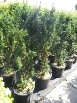 Taxus (Taxus Media 'Hicksii') -Goedkope DirectPlant winkel taxus media hicksii 120 140 c35 1