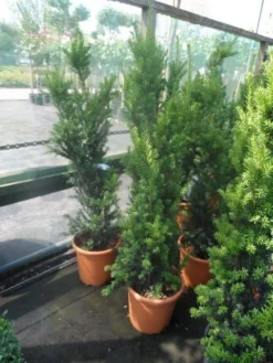 Taxus (Taxus Media 'Hicksii') -Goedkope DirectPlant winkel taxus media hicksii 60 80 100 c7 10 1