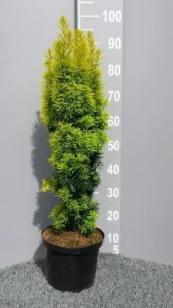 Gele Venijnboom (Taxus Baccata 'David') -Goedkope DirectPlant winkel taxusdavid01