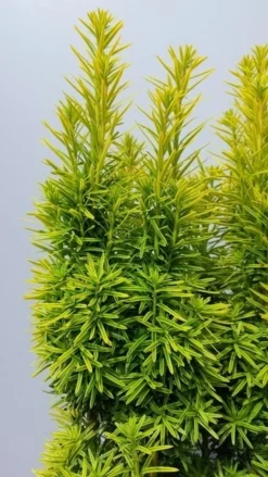 Gele Venijnboom (Taxus Baccata 'David') -Goedkope DirectPlant winkel taxusdavid02