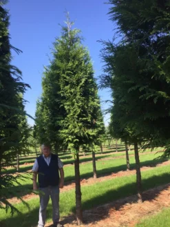 Haagconifeer Op Stam (Thuja Plicata 'Excelsa') -Goedkope DirectPlant winkel thuja 3540
