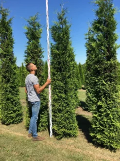 Goedkope DirectPlant winkel -Goedkope DirectPlant winkel thuja brabant 300350 1