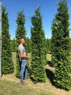 Goedkope DirectPlant winkel 45 Grote Groene Haagconifeer (Thuja Occidentalis 'Brabant')