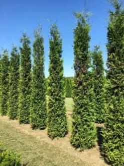 Grote Groene Haagconifeer (Thuja Occidentalis 'Brabant') -Goedkope DirectPlant winkel thuja brabant 350400 3