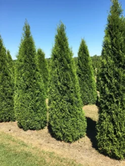 Grote Westerse Levensboom (Thuja Occidentalis 'Smaragd') -Goedkope DirectPlant winkel thuja occ smaragd 200250 2 2