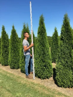 Grote Westerse Levensboom (Thuja Occidentalis 'Smaragd') -Goedkope DirectPlant winkel thuja occ smaragd 250300