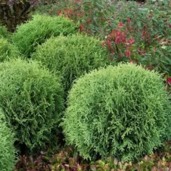 Levensboom (Thuja Occidentalis 'Little Giant') 5 Levensboom (Thuja Occidentalis 'Little Giant') -Goedkope DirectPlant winkel thuja occidentalis little giant 1