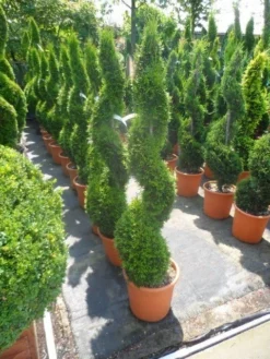 Conifeer Als Spiraal (Thuja Occidentalis 'Smaragd') -Goedkope DirectPlant winkel thuja occidentalis smaragd spiraal 125 150 c20