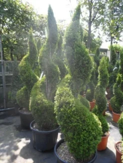 Conifeer Als Spiraal (Thuja Occidentalis 'Smaragd') -Goedkope DirectPlant winkel thuja occidentalis smaragd spiraal 175 200 c50 1