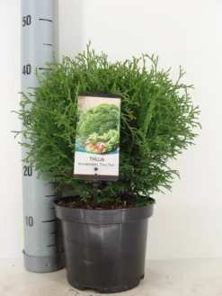 Thuja (Thuja Occidentalis 'Tiny Tim') -Goedkope DirectPlant winkel thuja occidentalis tiny tim zomer c3 1