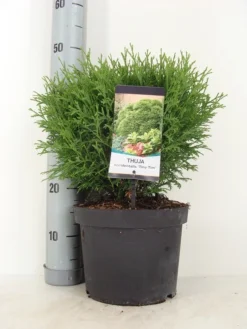 Thuja (Thuja Occidentalis 'Tiny Tim') -Goedkope DirectPlant winkel thuja occidentalis tiny tim zomer c5 m
