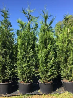 Grote Levensboom (Thuja Plicata 'Atrovirens') -Goedkope DirectPlant winkel thuja pl. atrovirens h225250cm