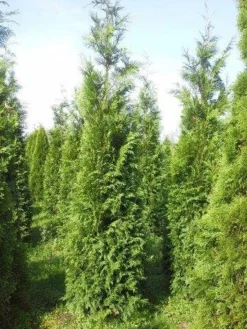 Levensboom (Thuja Plicata 'Atrovirens') -Goedkope DirectPlant winkel thuja pl atrovirens 300