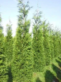 Levensboom (Thuja Plicata 'Atrovirens') -Goedkope DirectPlant winkel thuja pl atrovirens 300 350 1