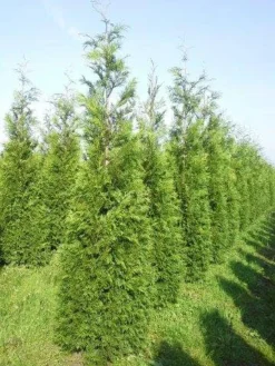 Levensboom (Thuja Plicata 'Martin') 23 Levensboom (Thuja Plicata 'Martin') -Goedkope DirectPlant winkel thuja pl martin 300 350