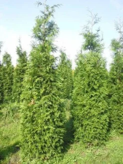 Levensboom (Thuja Plicata 'Martin') -Goedkope DirectPlant winkel thuja pl martin 300 350 1 1