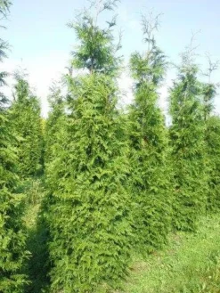Levensboom (Thuja Plicata 'Martin') 25 Levensboom (Thuja Plicata 'Martin') -Goedkope DirectPlant winkel thuja pl martin 300 350 2