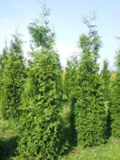 Levensboom (Thuja Plicata 'Martin') -Goedkope DirectPlant winkel thuja pl martin 300 350 3 1