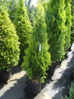 Levensboom (Thuja Orientalis 'Pyramidalis Aurea') 7 Levensboom (Thuja Orientalis 'Pyramidalis Aurea') -Goedkope DirectPlant winkel thuja platycladus orientalis pyramidalis aurea 125 150