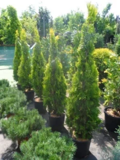 Levensboom (Thuja Orientalis 'Pyramidalis Aurea') -Goedkope DirectPlant winkel thuja platycladus orientalis pyramidalis aurea 150 175 1