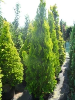 Levensboom (Thuja Orientalis 'Pyramidalis Aurea') -Goedkope DirectPlant winkel thuja platycladus orientalis pyramidalis aurea 175 200 250 1