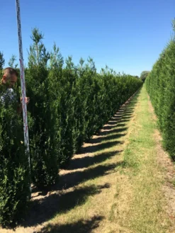 Grote Levensboom (Thuja Plicata 'Atrovirens') -Goedkope DirectPlant winkel thuja plic atrovirens 200250