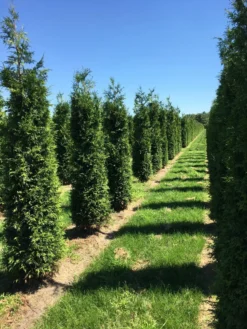 Grote Haagconifeer (Thuja Plicata 'Excelsa') 23 Grote Haagconifeer (Thuja Plicata 'Excelsa') -Goedkope DirectPlant winkel thuja plic excelsa