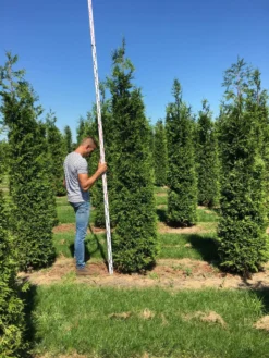 Grote Haagconifeer (Thuja Plicata 'Excelsa') -Goedkope DirectPlant winkel thuja plic excelsa 250300 3 1