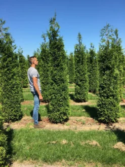 Grote Haagconifeer (Thuja Plicata 'Excelsa') -Goedkope DirectPlant winkel thuja plic excelsa 300350 1