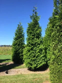 Grote Haagconifeer (Thuja Plicata 'Excelsa') 17 Grote Haagconifeer (Thuja Plicata 'Excelsa') -Goedkope DirectPlant winkel thuja plic excelsa 400450