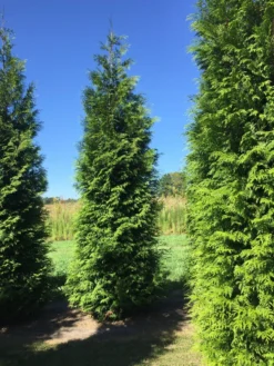 Grote Haagconifeer (Thuja Plicata 'Excelsa') 16 Grote Haagconifeer (Thuja Plicata 'Excelsa') -Goedkope DirectPlant winkel thuja plic excelsa 400450 2 2