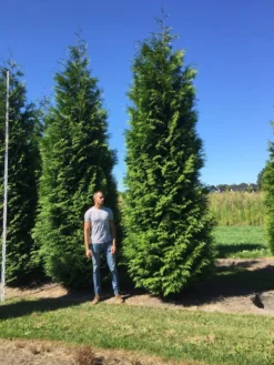 Grote Haagconifeer (Thuja Plicata 'Excelsa') -Goedkope DirectPlant winkel thuja plic excelsa 500550 1