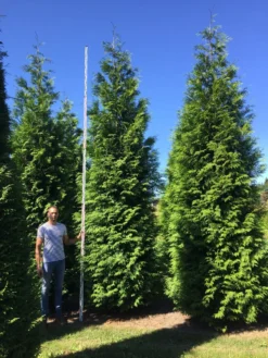 Grote Haagconifeer (Thuja Plicata 'Excelsa') 19 Grote Haagconifeer (Thuja Plicata 'Excelsa') -Goedkope DirectPlant winkel thuja plic excelsa 500550 2