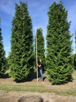 Grote Haagconifeer (Thuja Plicata 'Excelsa') -Goedkope DirectPlant winkel thuja plic excelsa 700800 1