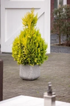 Levensboom (Thuja Plicata '4ever Goldy') -Goedkope DirectPlant winkel thuja plicata 4ever goldy pbr 1
