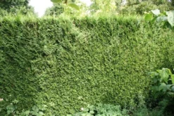 Levensboom (Thuja Plicata 'Atrovirens') -Goedkope DirectPlant winkel thuja plicatum atrovirens 1 1