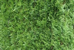 Levensboom (Thuja Plicata 'Atrovirens') -Goedkope DirectPlant winkel thuja plicatum atrovirens 2