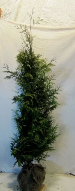Reuzenlevensboom (Thuja Plicata 'Excelsa') 17 Reuzenlevensboom (Thuja Plicata 'Excelsa') -Goedkope DirectPlant winkel thujapexcelsa150 175