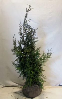 Levensboom (Thuja Plicata 'Martin') -Goedkope DirectPlant winkel thujapmartin080 100 1