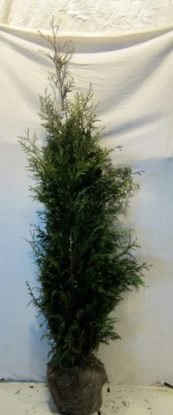 Levensboom (Thuja Plicata 'Martin') 29 Levensboom (Thuja Plicata 'Martin') -Goedkope DirectPlant winkel thujapmartin125 150
