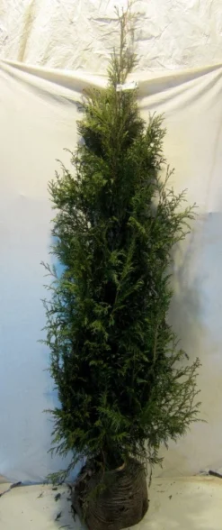 Levensboom (Thuja Plicata 'Martin') -Goedkope DirectPlant winkel thujapmartin175 200 1