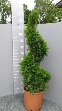 Conifeer Als Spiraal (Thuja Occidentalis 'Smaragd') -Goedkope DirectPlant winkel thujasmaragdspiraal01